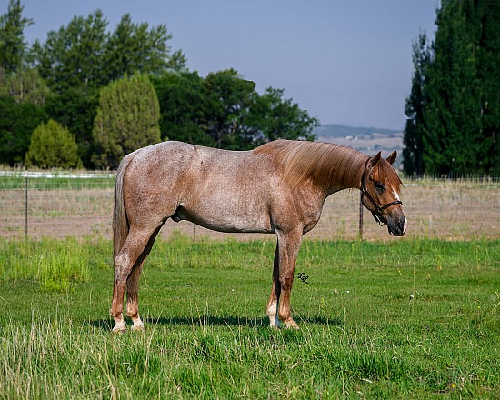 Equine Sales Session