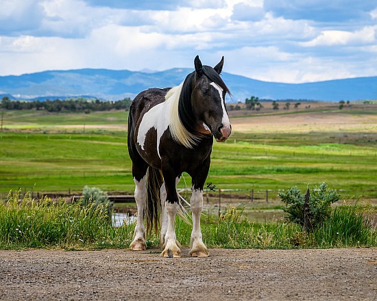 Jody Jones Performance Horses